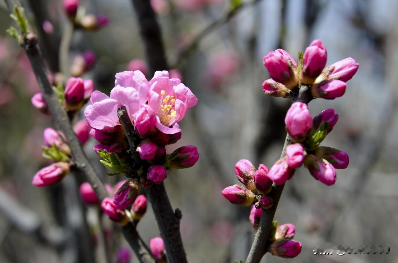 樱桃花的美，总能让人沉醉。在武威古浪县土门镇宝塔寺村的温室大棚里，即便春寒料峭，
