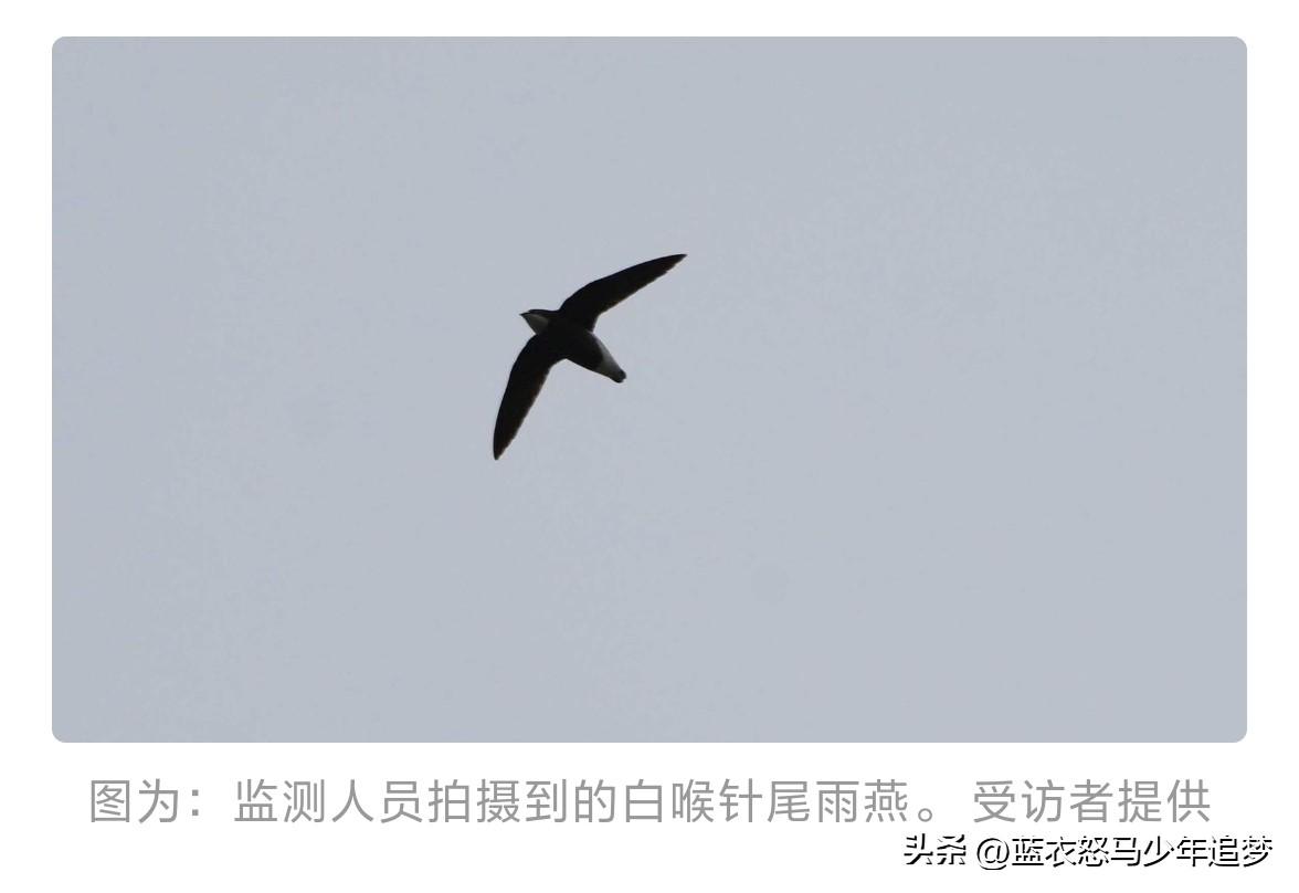 极速飞鸟——白喉针尾雨燕首次现身，西安猛禽监测工作再添惊喜。一生几乎不落地、觅食