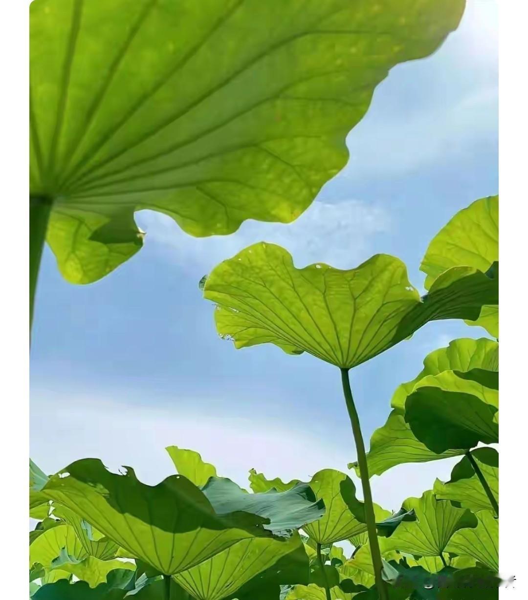 百花齐放，请赐下联
一键转发