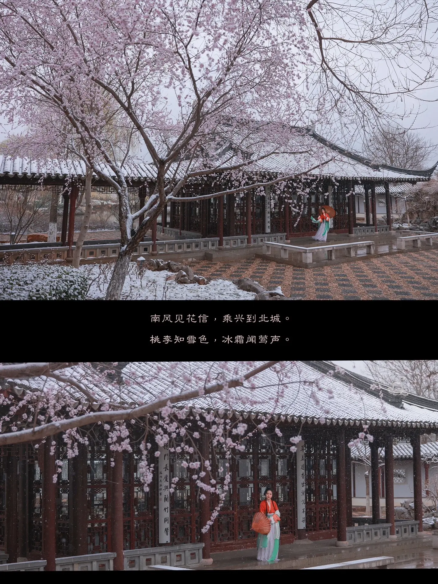 桃李知雪色。