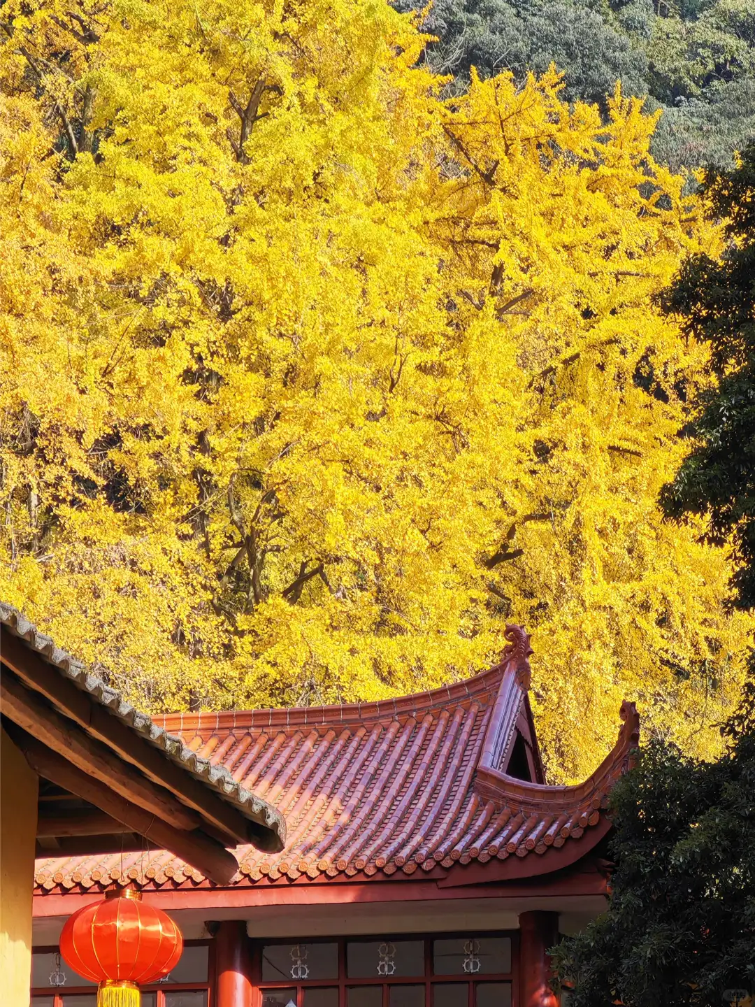 白岩寺银杏｜成都周边必去的赏银杏宝藏地