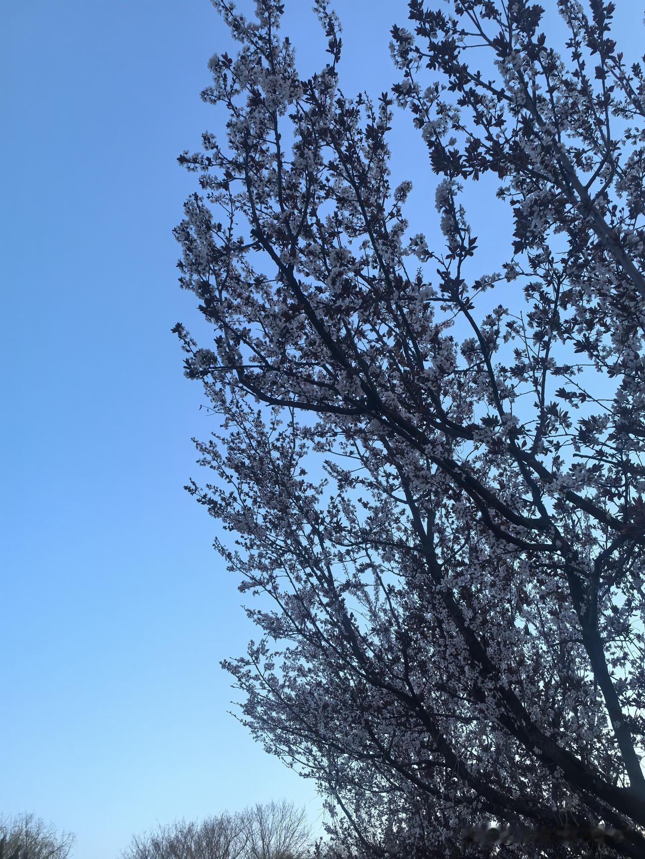 今年春天最想实现的心愿春华秋实，夏长冬藏！最美的风景是春天，最好的年华是现在！