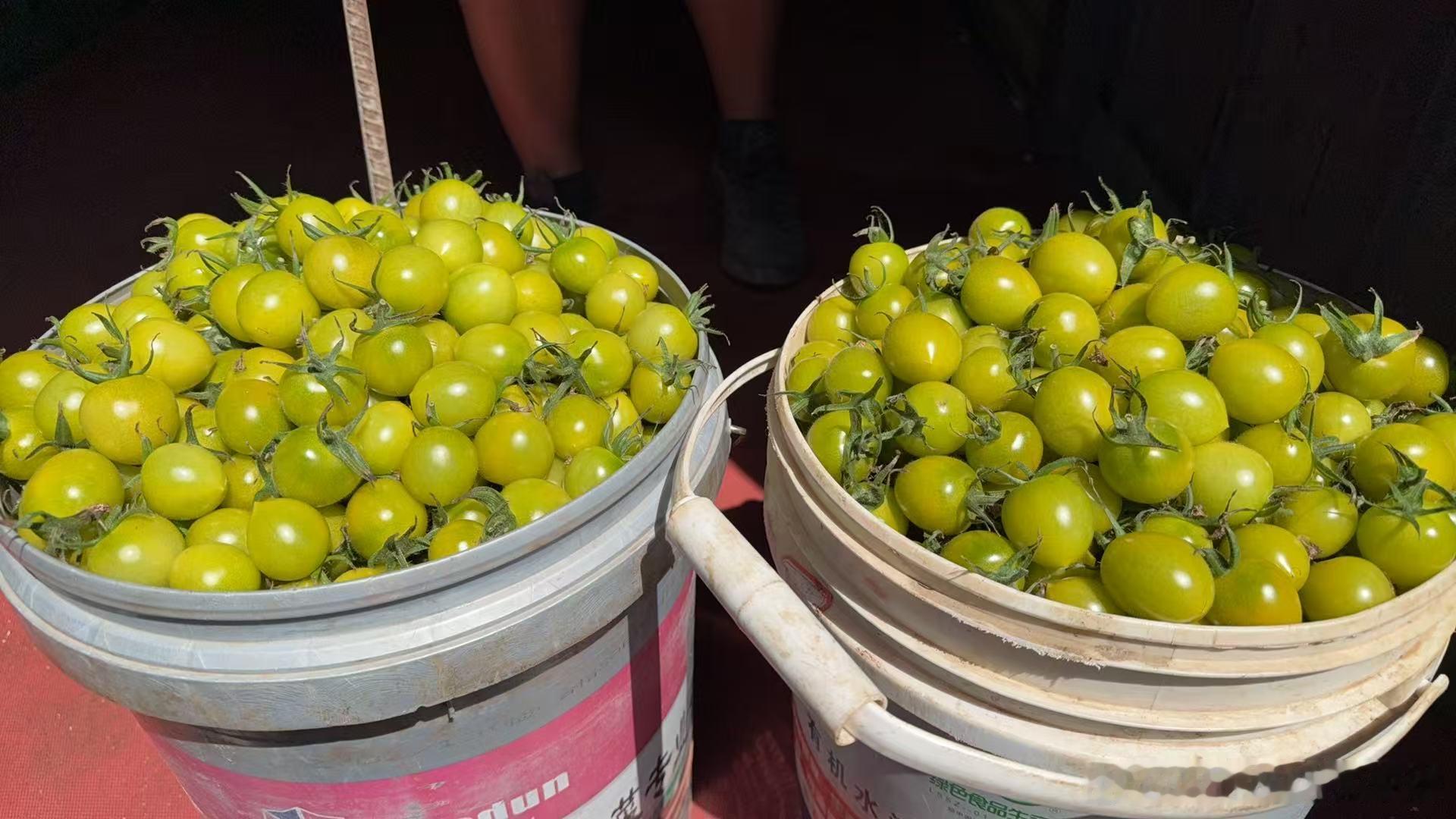 早早早朋友们，跟上帝们说一下，为什么这两天小柿子没发货，不是忘记发了，是因为没有