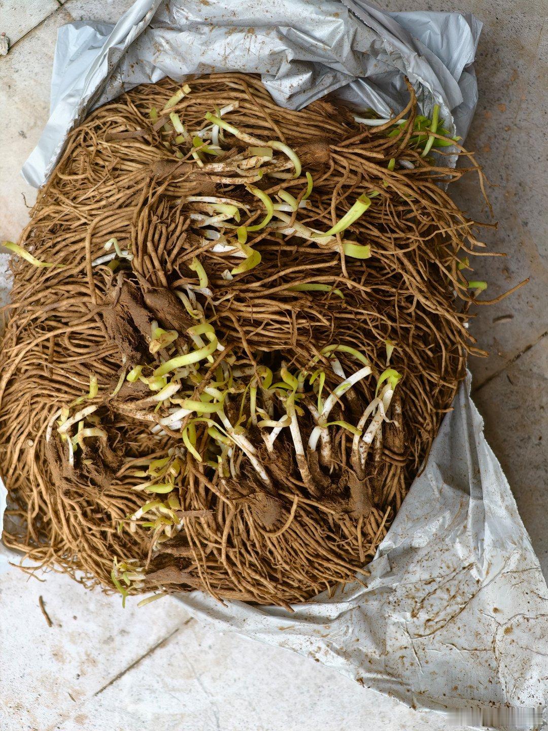 你们有人知道这是什么的不？