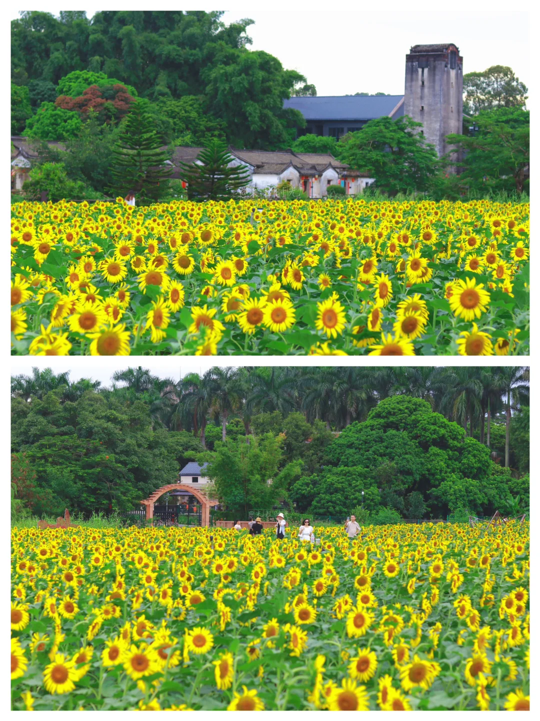 深圳📸｜版画村花海上新啦！向日葵开得正好～