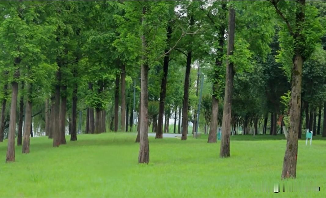 阳光如碎金般洒在林间小径上，每一步都踏着光的涟漪。
