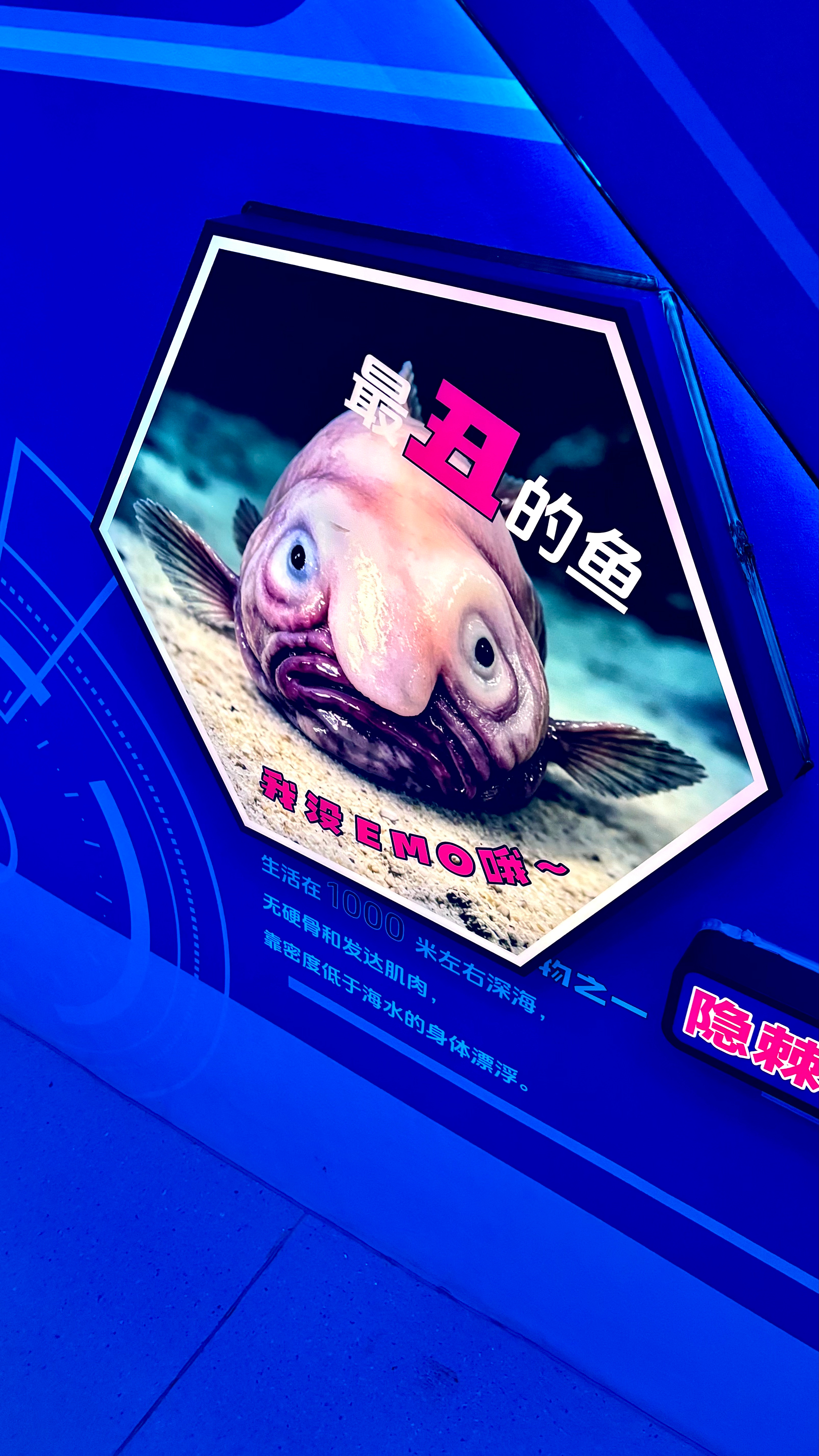 最丑的鱼🐟 