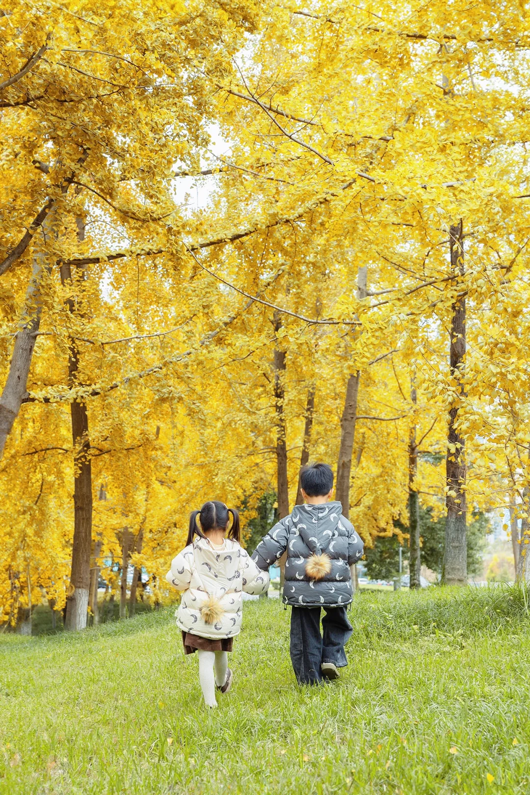 在成都‼️唯一想带娃去无数次的银杏露营公园