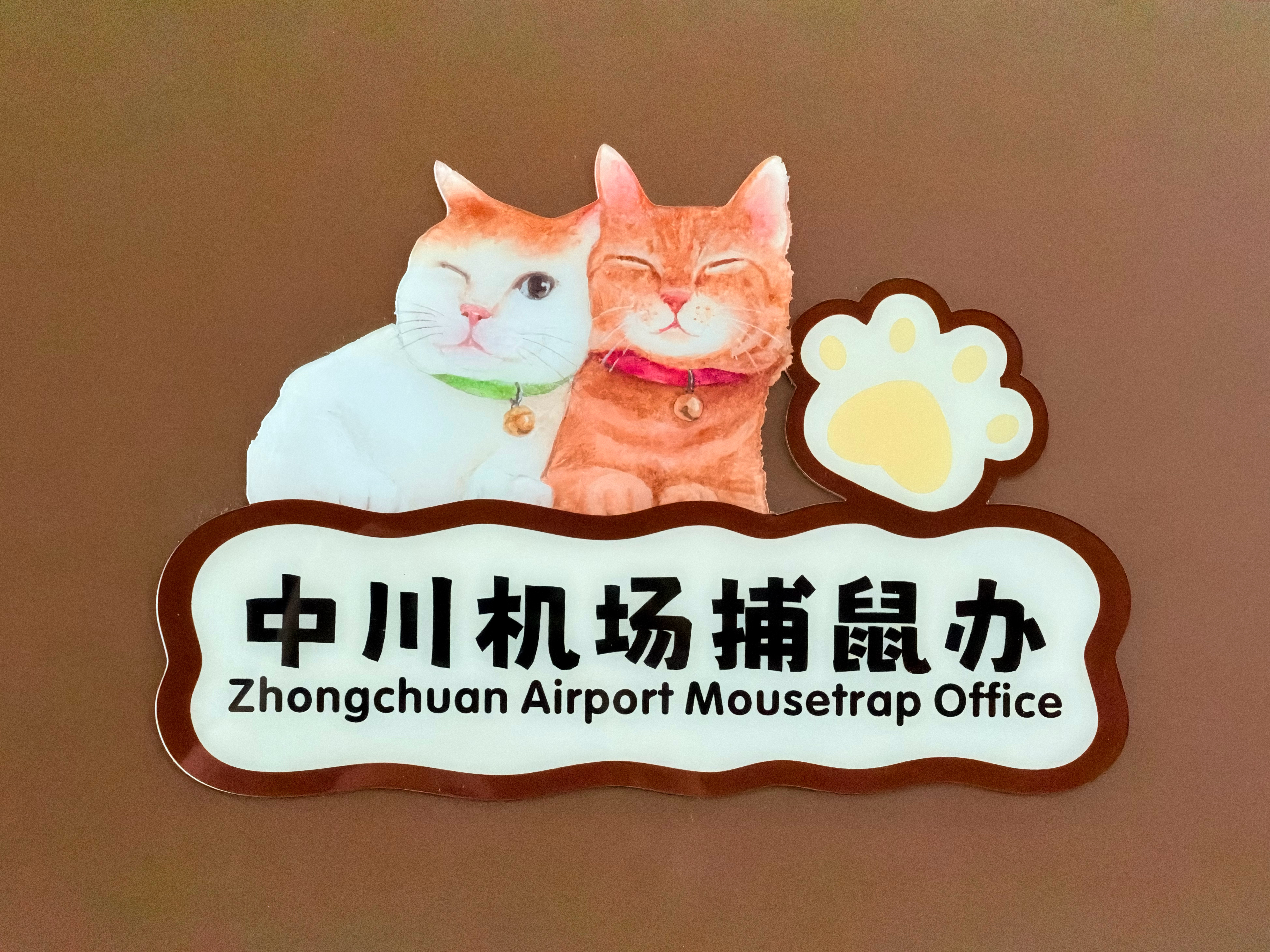 中川机场还有这等福利？国内有猫的机场航站楼，我还只见过兰州有，而且不是一只猫，而