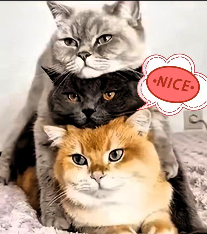 为了“自由”离婚弃子、住杂物间被暴打？
这些人的海外追自由故事，越看越让人费解！