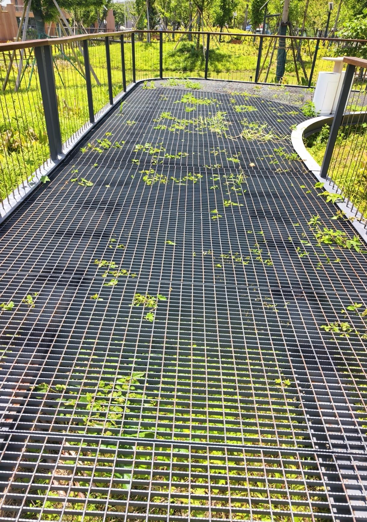 钢制缕空步道挺好的，透光透气，就是对高跟鞋不友好。这样设计珍惜绿地。舍不得硬化。