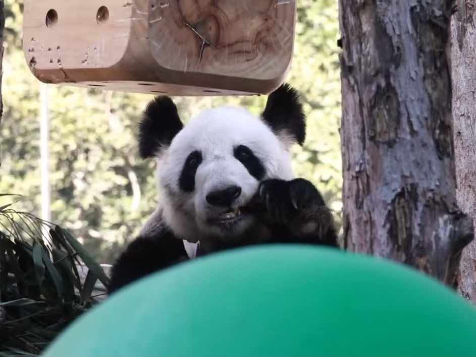 丫丫[超话] 今日美照！不吹不黑，图一这张可以当丫宝的证件照了！又美又甜，还不失