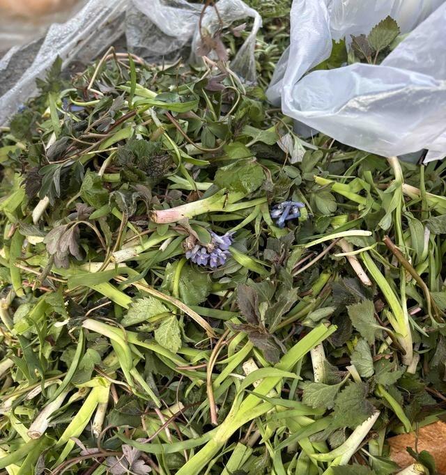 昨晚下班偶遇卖土蛋的大姨，和同事一人买了20个大鹅蛋。大姨70多了，没养老金，靠