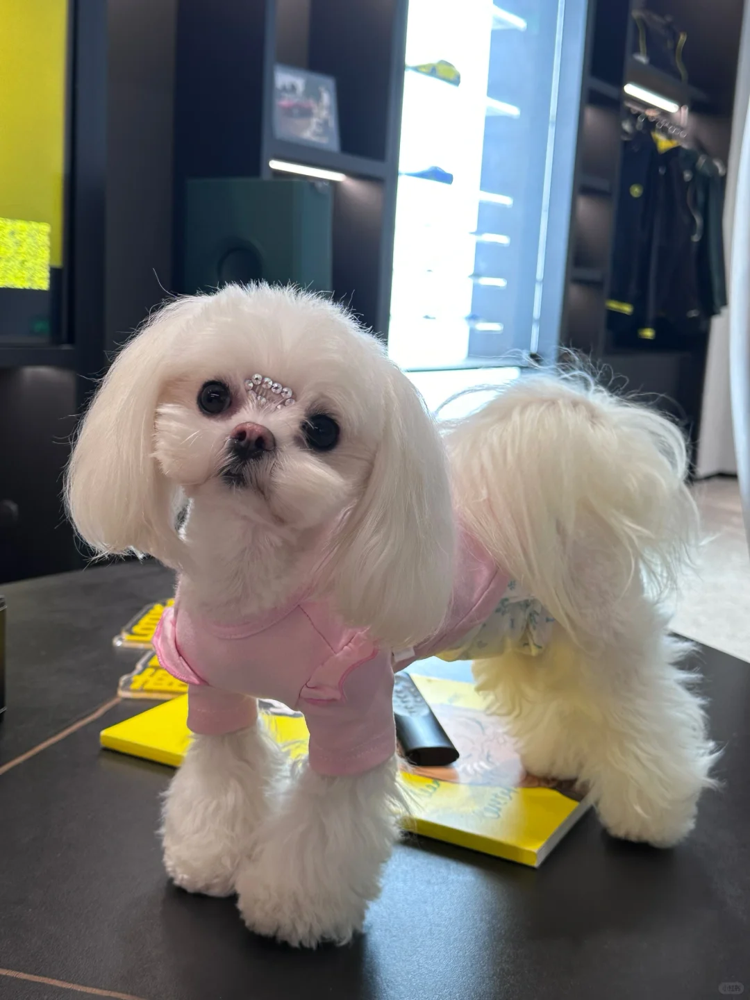 和小粉鼻子要和解了