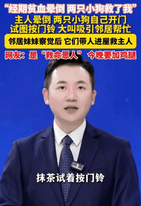 太通人性了！5月1日四川一女子突发贫血晕倒，家中萨摩耶与柯基竟上演现实版“汪汪队