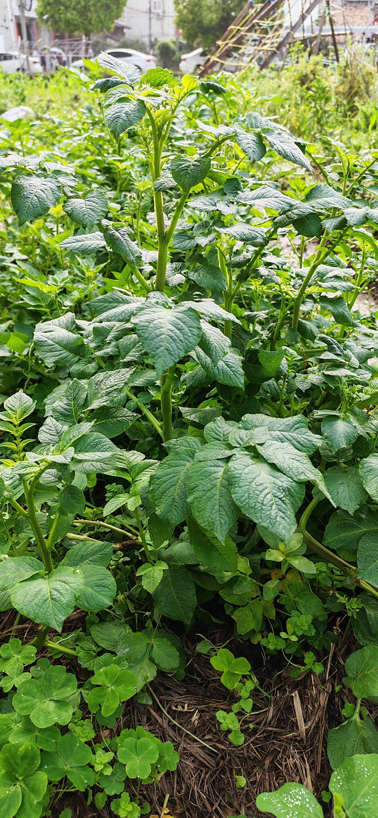 什么菜这么旺盛？中午可以炒着吃吗？