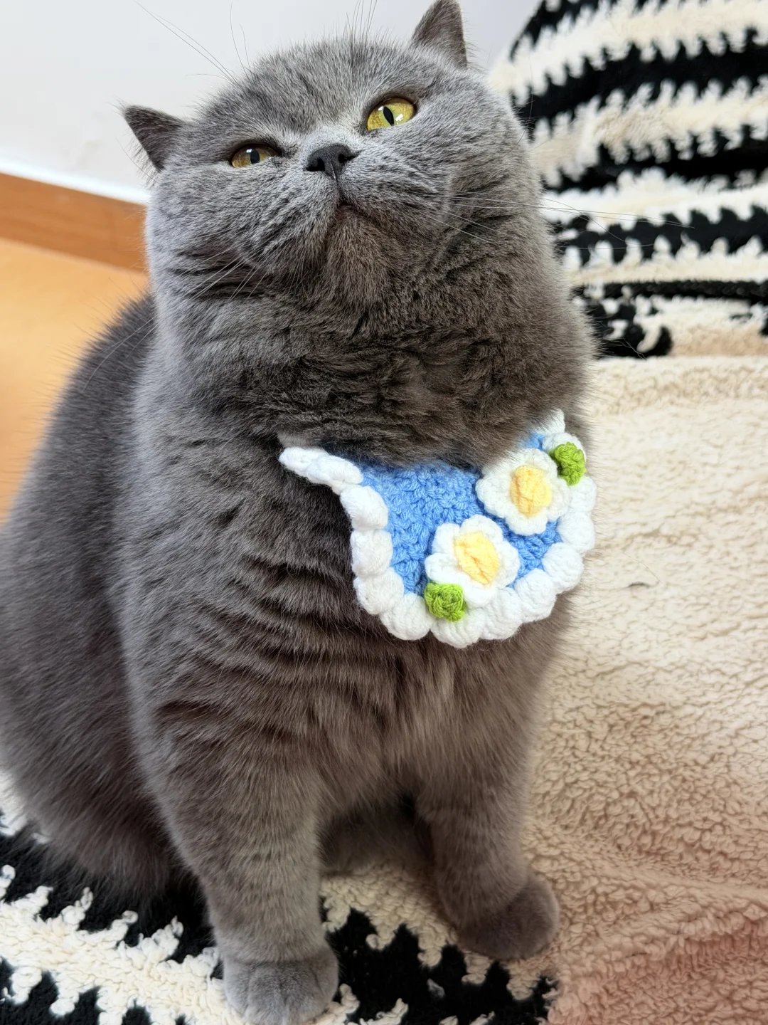 被问爆链接的蒜瓣毛绒蓝猫来啦🙋‍♀️