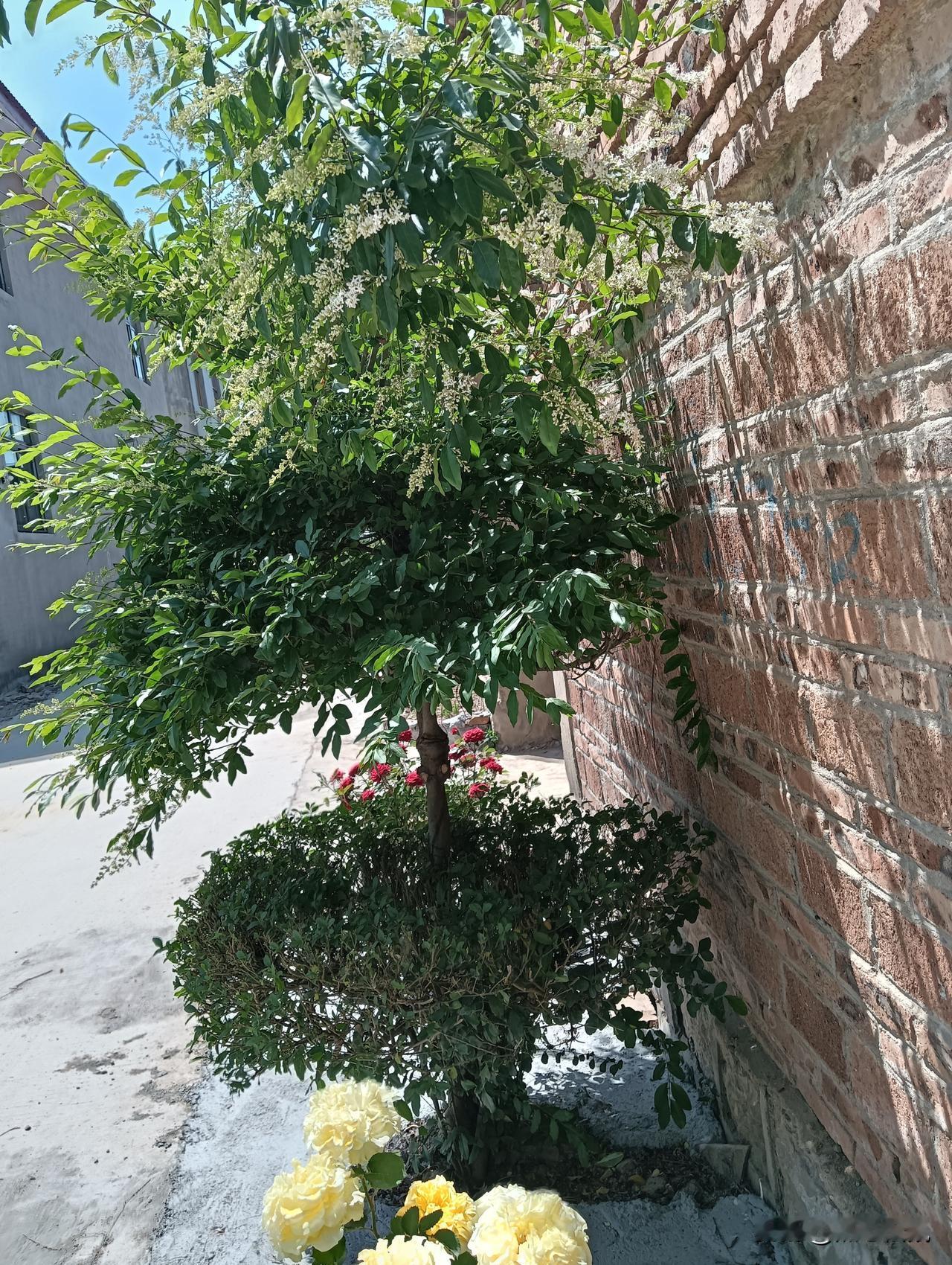 阳光洒在花丛间，静谧的午后时光，简直是人间宝藏。就像一幅绝美的画卷，每一朵花都被