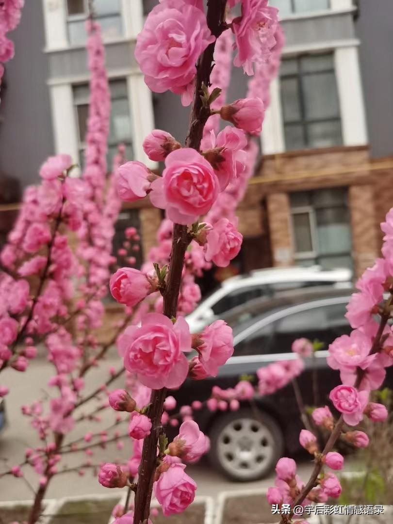 最开始接触头条是因为西瓜视频，因为西瓜视频可以关联头条，后来西瓜视频没有收益了，