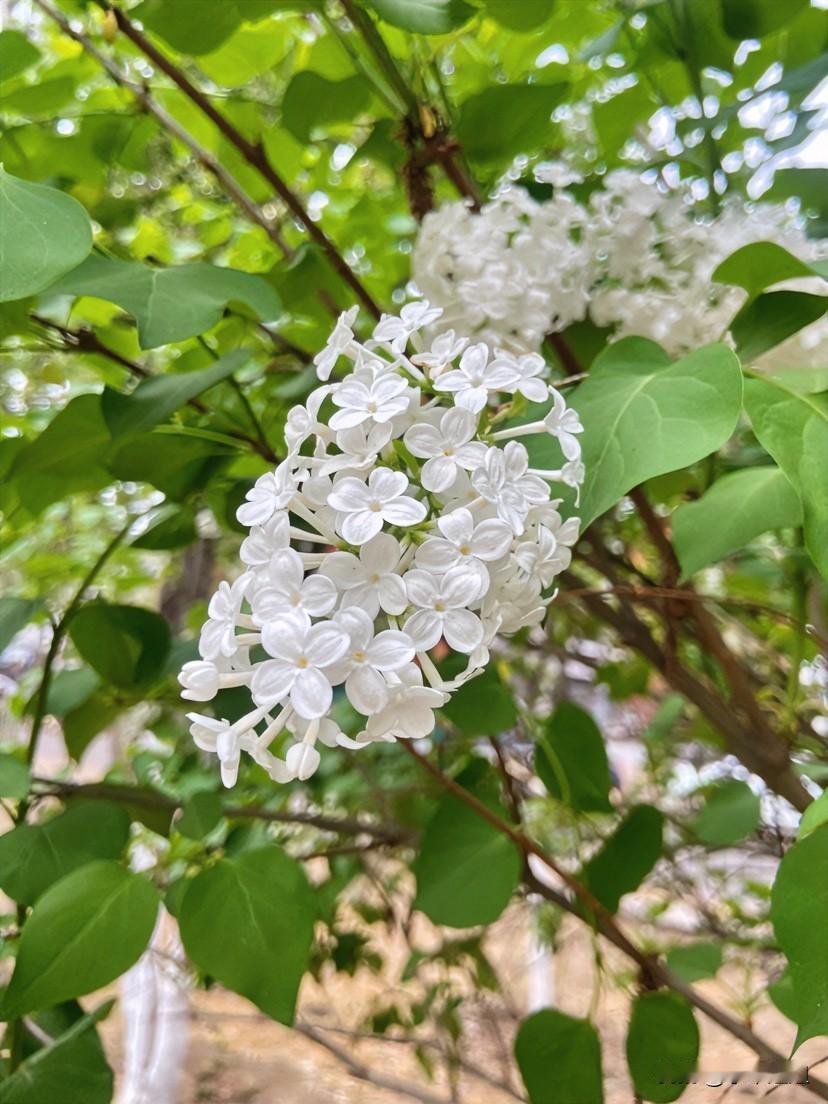 花园里的白色丁香花，现在还在开着！有一股浓郁的香味！闻着这花香，让人心情特别愉悦