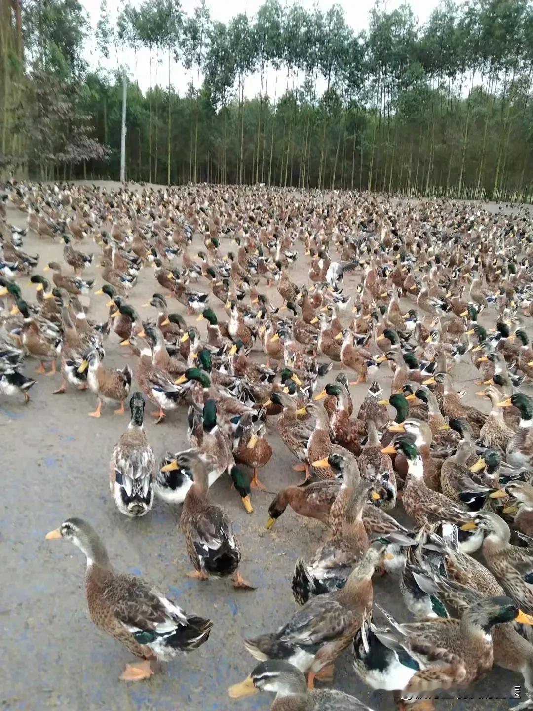 肉鸭养殖现被饲料成本高、疾病多等问题困扰。不少养殖户尝试用牧草代替部分饲料。选糖