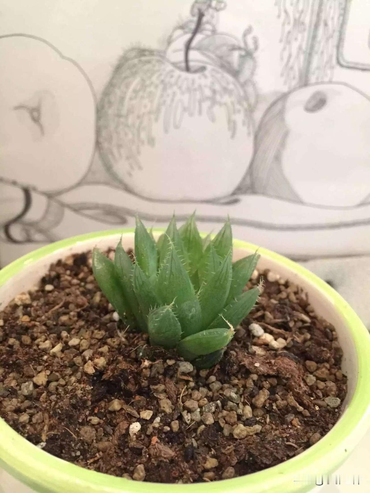 苍耳的旅行：一场游戏一场梦[比心][比心]