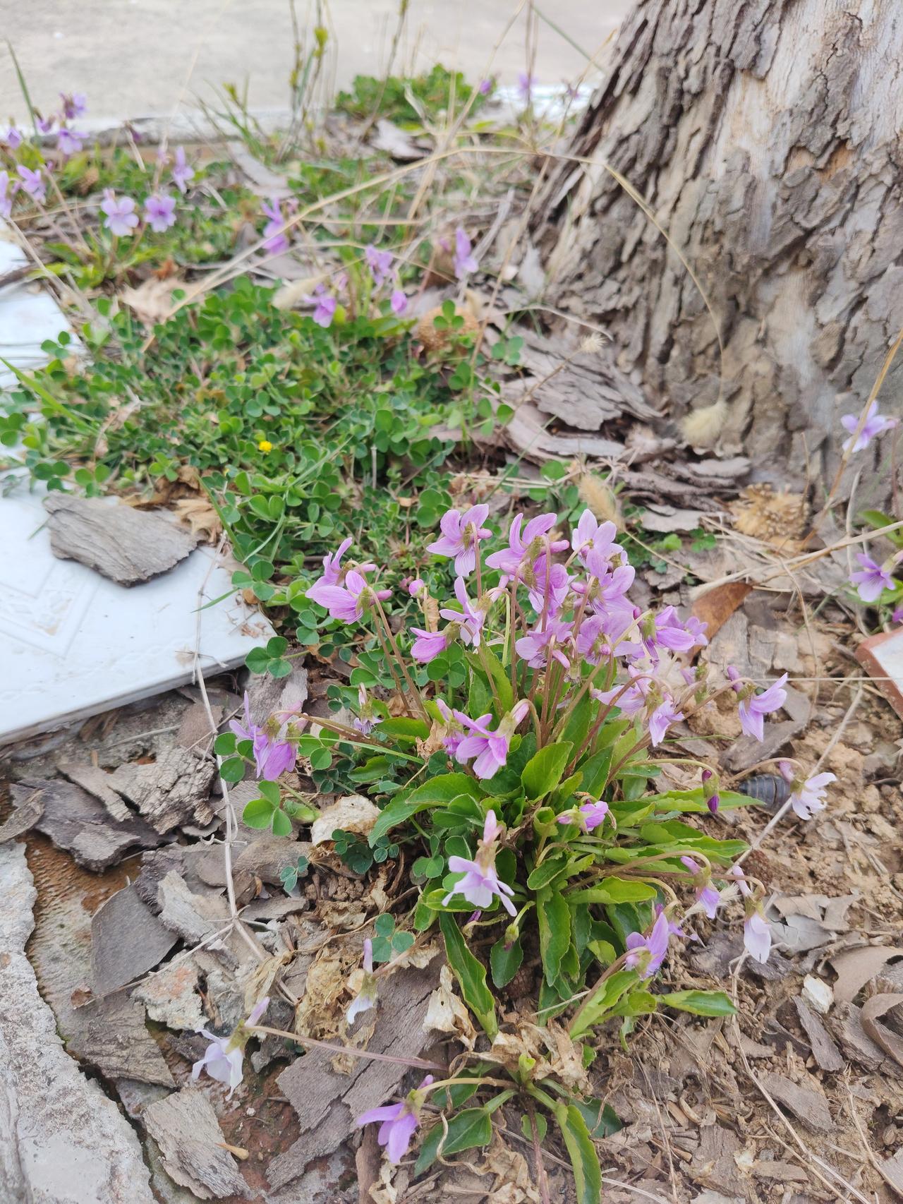 💜 树下的紫花随感
 
这丛贴着地面开的紫花叫地丁，就长在树根底下，看着软乎乎