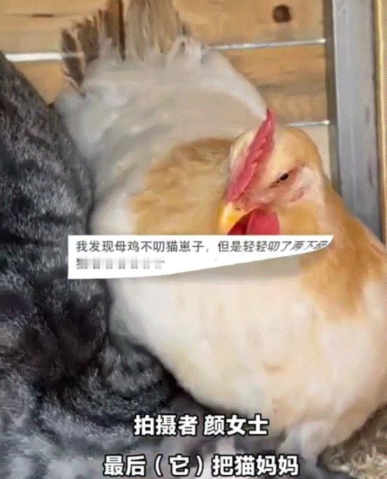 “母爱都快溢出屏幕了”！河北保定，一猫妈在鸡窝里下了一窝小猫崽，可猫妈一喂完崽就