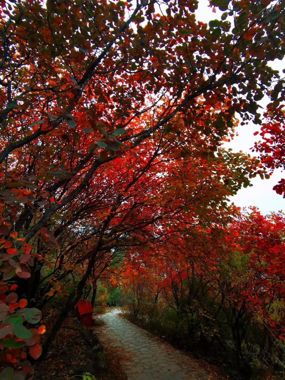 碧树披红霞，我 A 要开花🌼，各位早[太阳] 