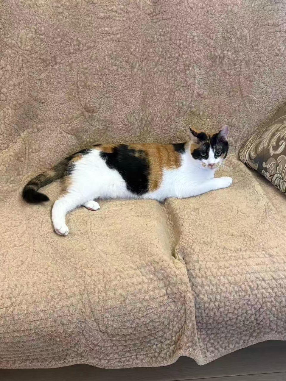 发妃小主，也是傲娇港妹！