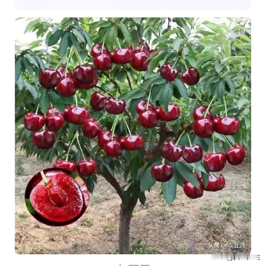 车厘子大降价看出手里没钱。车厘子红红火火，玲珑剔透，寓意红火喜庆。所以，一直是中