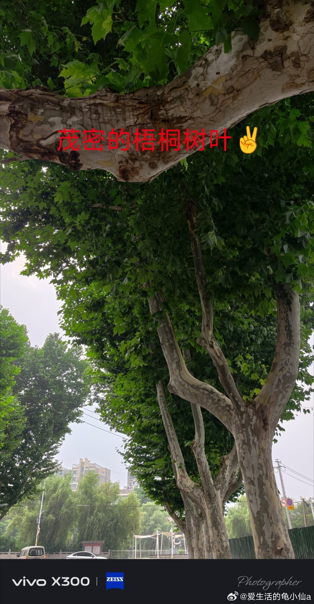 都说大树底下好乘凉我说大树底下好躲雨☔下班途中突如其来的下起大雨于是果断停下在大