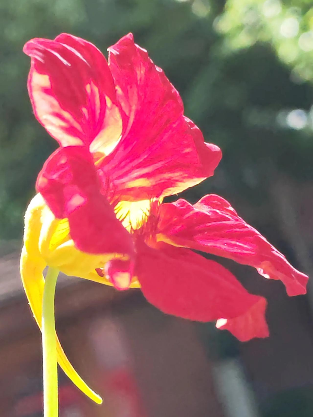 红花盛开满园芳，鲜嫩吐蕊溢馨香
红红彤彤满枝头，火红娇艳庆五一
动手栽培自家院，