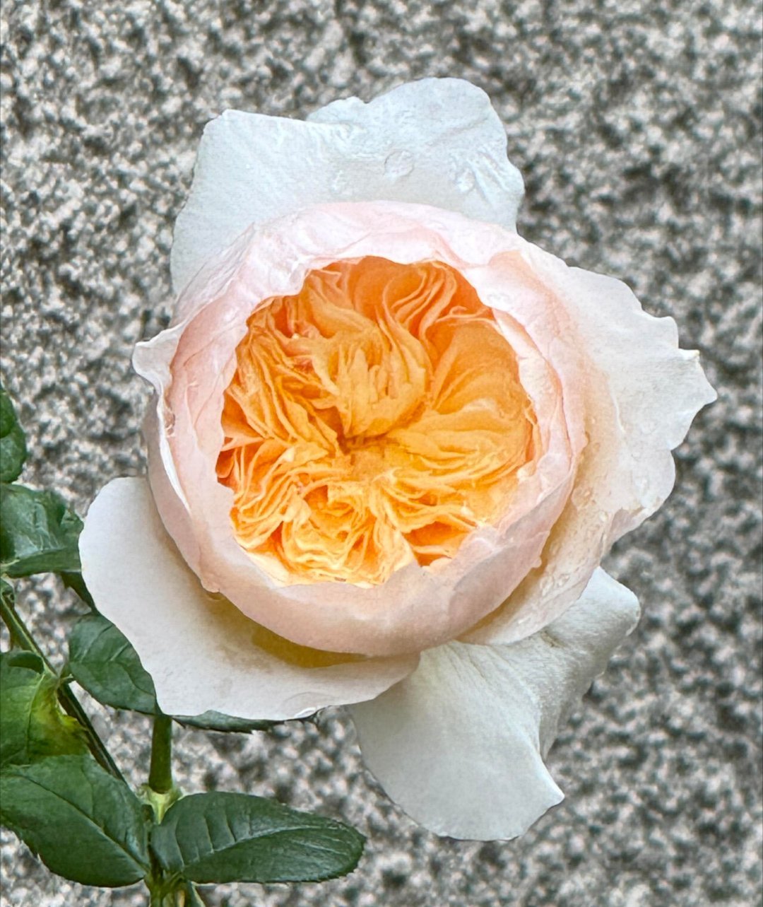 月季花种植方法: 1、准备营养土，铺上一层小碎石，增加土壤通透性。2、对种子进行