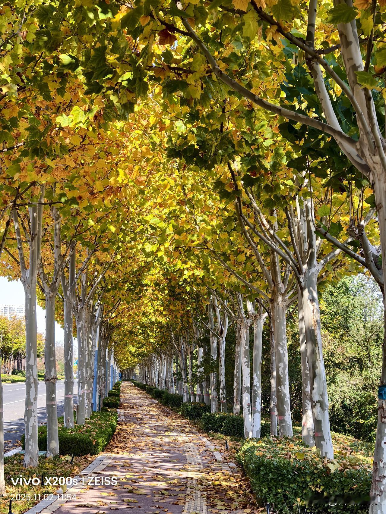 太美啦！东营天目山路秋景。
