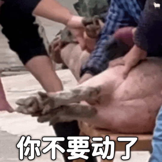 不是还没过年吗 怎么有的🐗就想出栏了🤔 ​​​