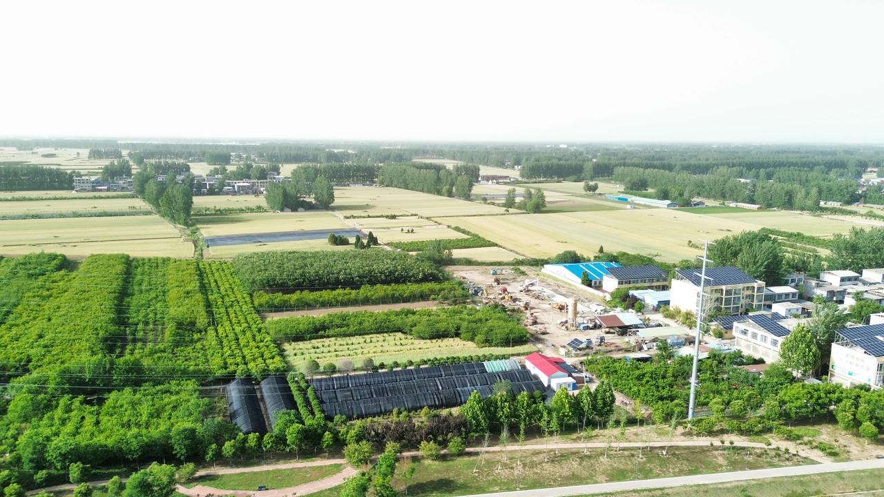 图里是河南省驻马店市平舆县，小麦已经接近成熟！昨天刚下过雨，空气很清新，温度刚好