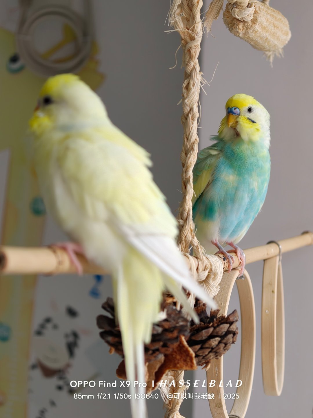 2025道个别祝我们明年都幸运无比 