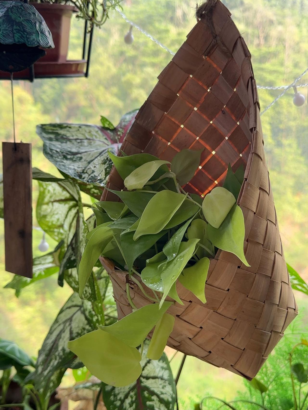 在PDD上花几块钱买的迷你爬藤植物，我看看能不能养活吧～

话说这绿色，颜值很高