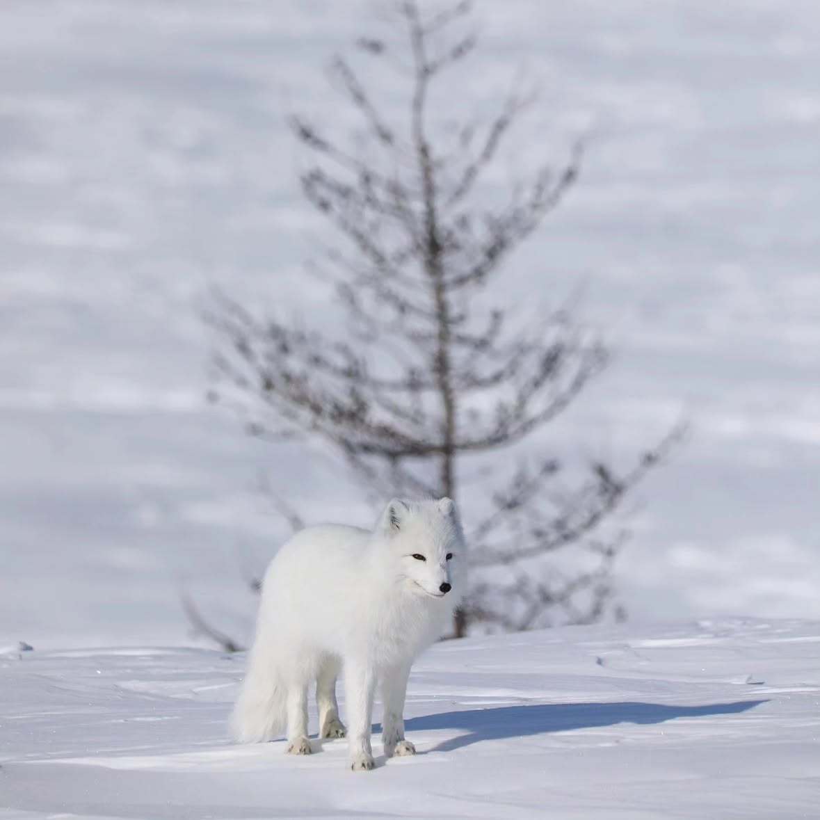 狐狸 北极狐的冬日晒©️olga_lvovnaa 