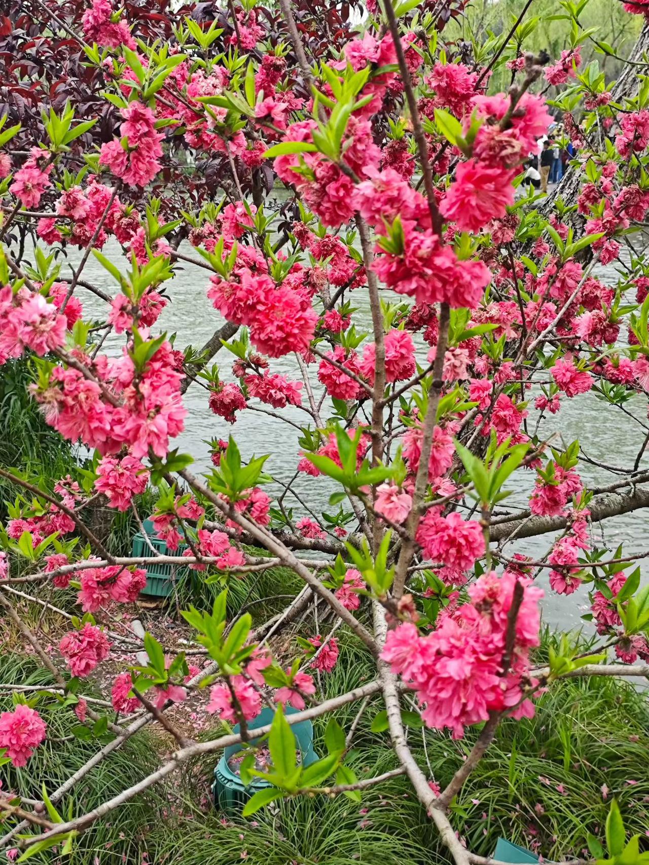 晒图笔记大赛春天不负花花世界