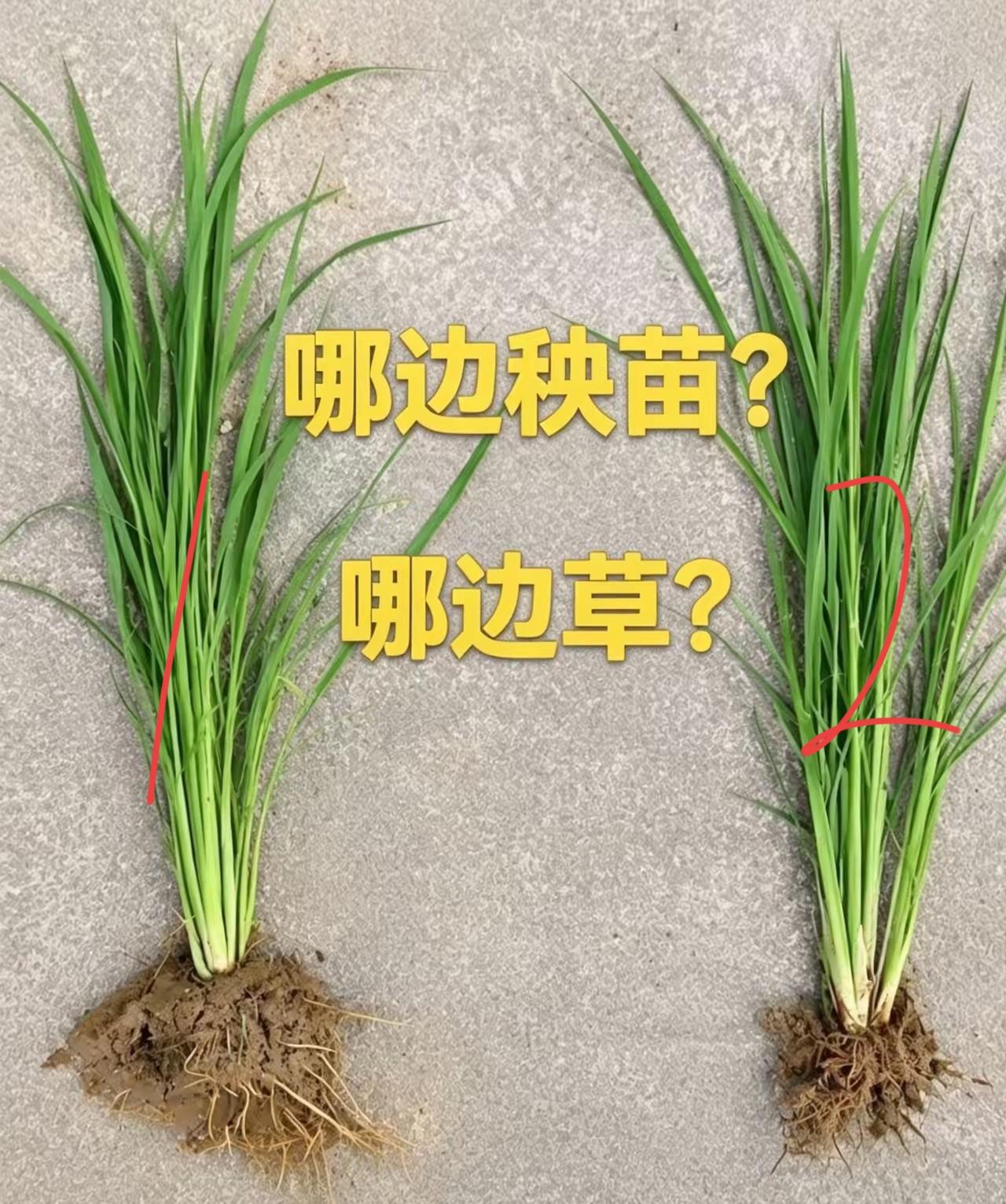 左边是秧苗，右边是杂草，分清楚哦！到底是几号呢？[作揖][玫瑰]