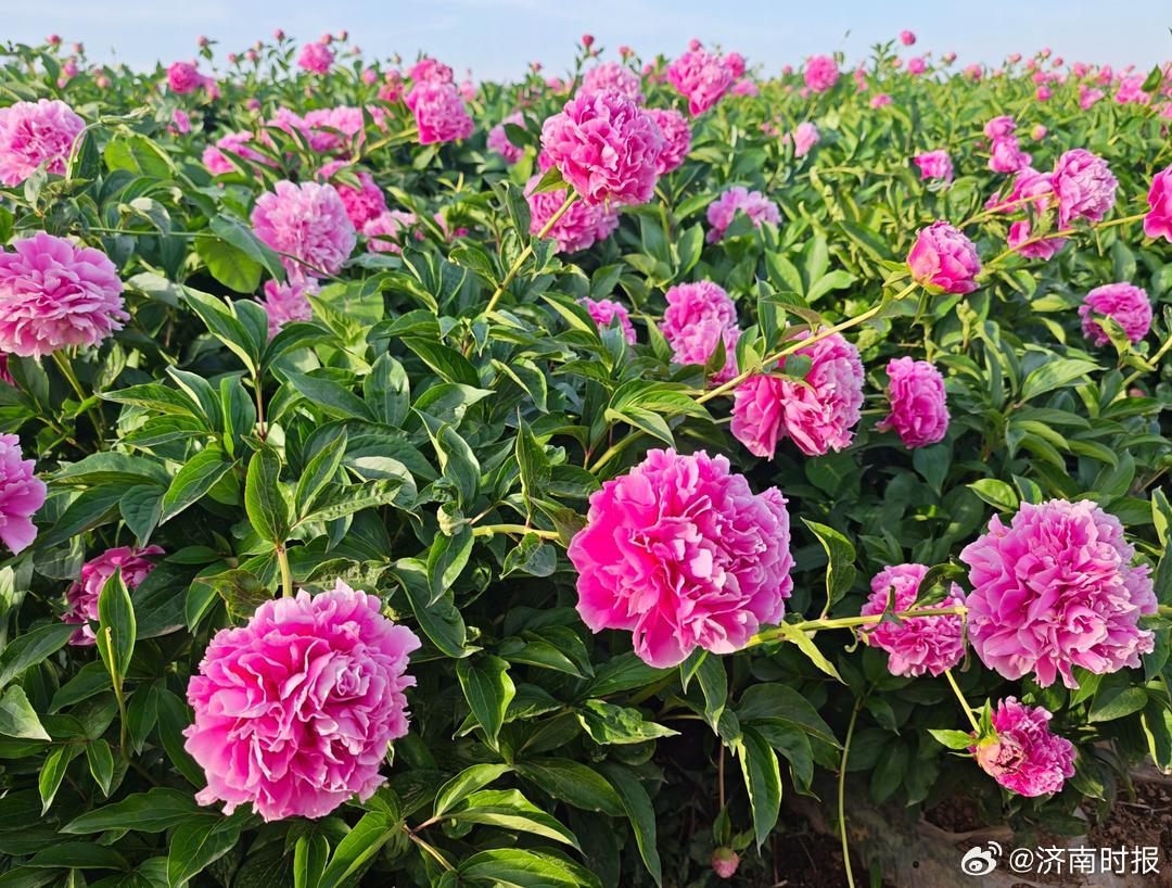 【#每卖10枝芍药就有6枝产在菏泽#】4月20日，山东盛世芍花智慧农业有限公司车