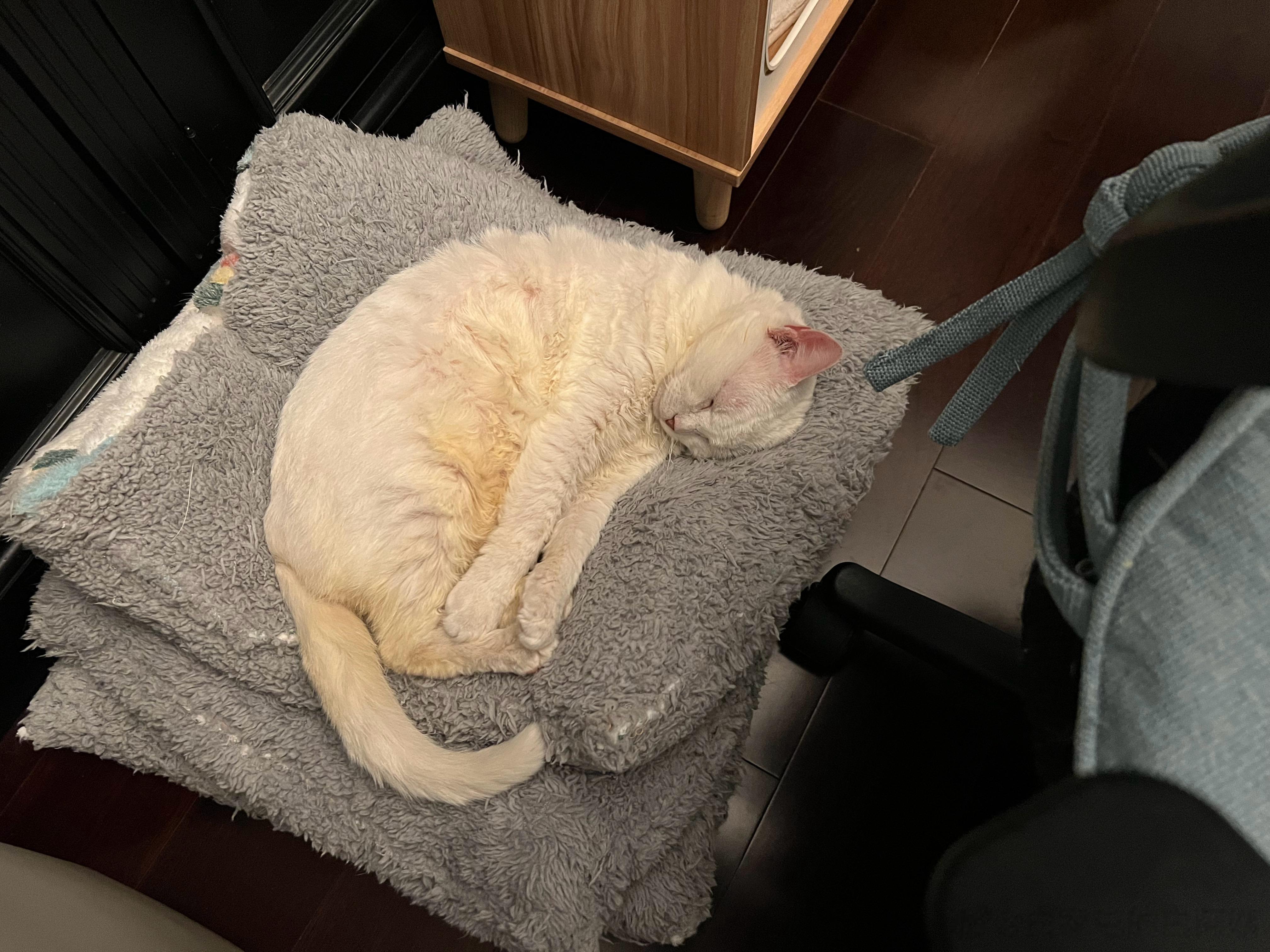 我姐们儿，象小奶猫一样可爱[亲亲] ​​​