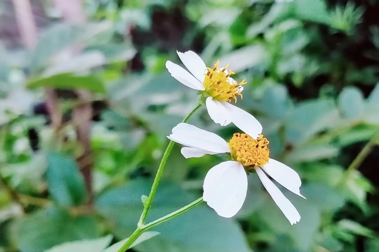 《真爱》
明月几时来，
把酒问春天。
一阵风掠过，
钻进谁人心。

试问养牛娃，