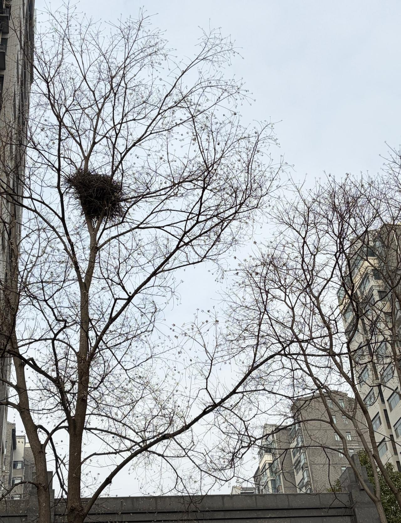 在钢筋水泥的森林里
发现了一个野生“空中别墅”🏠
不用还房贷，不用挤地铁
这大