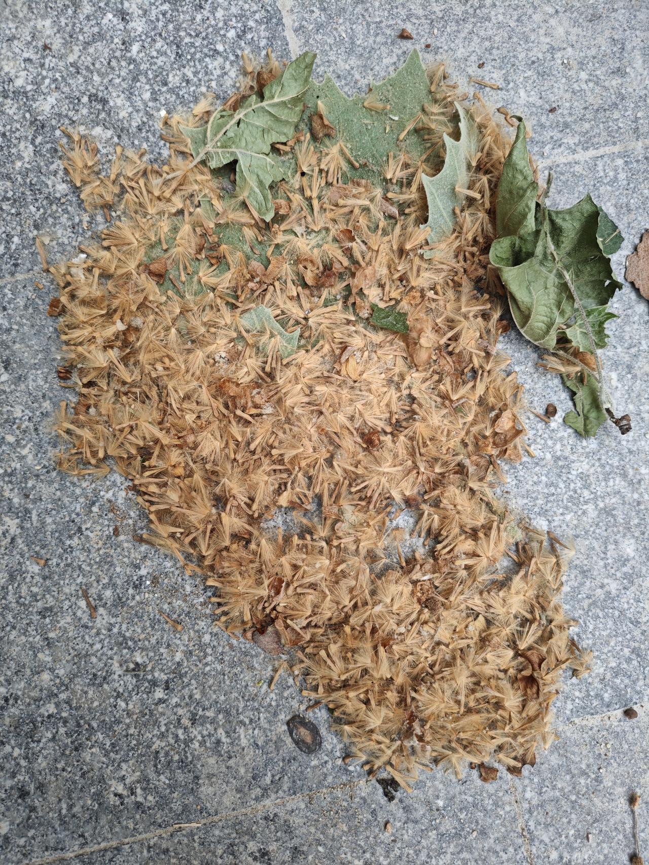 郑州一大早，刮大风，送周小嘉上学，一路上都被路边法桐的毛毛折磨的痛苦不堪！

除