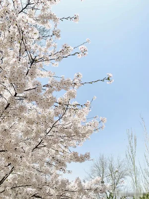 今年春天最想实现的心愿今年春天，最想带着家人奔赴一场樱花之约。漫步在粉白花海，看