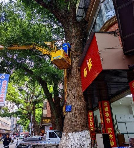 【广西一百年老树因影响采光遭人投毒】一棵承载着220年风雨的珍贵古樟树，因影响房
