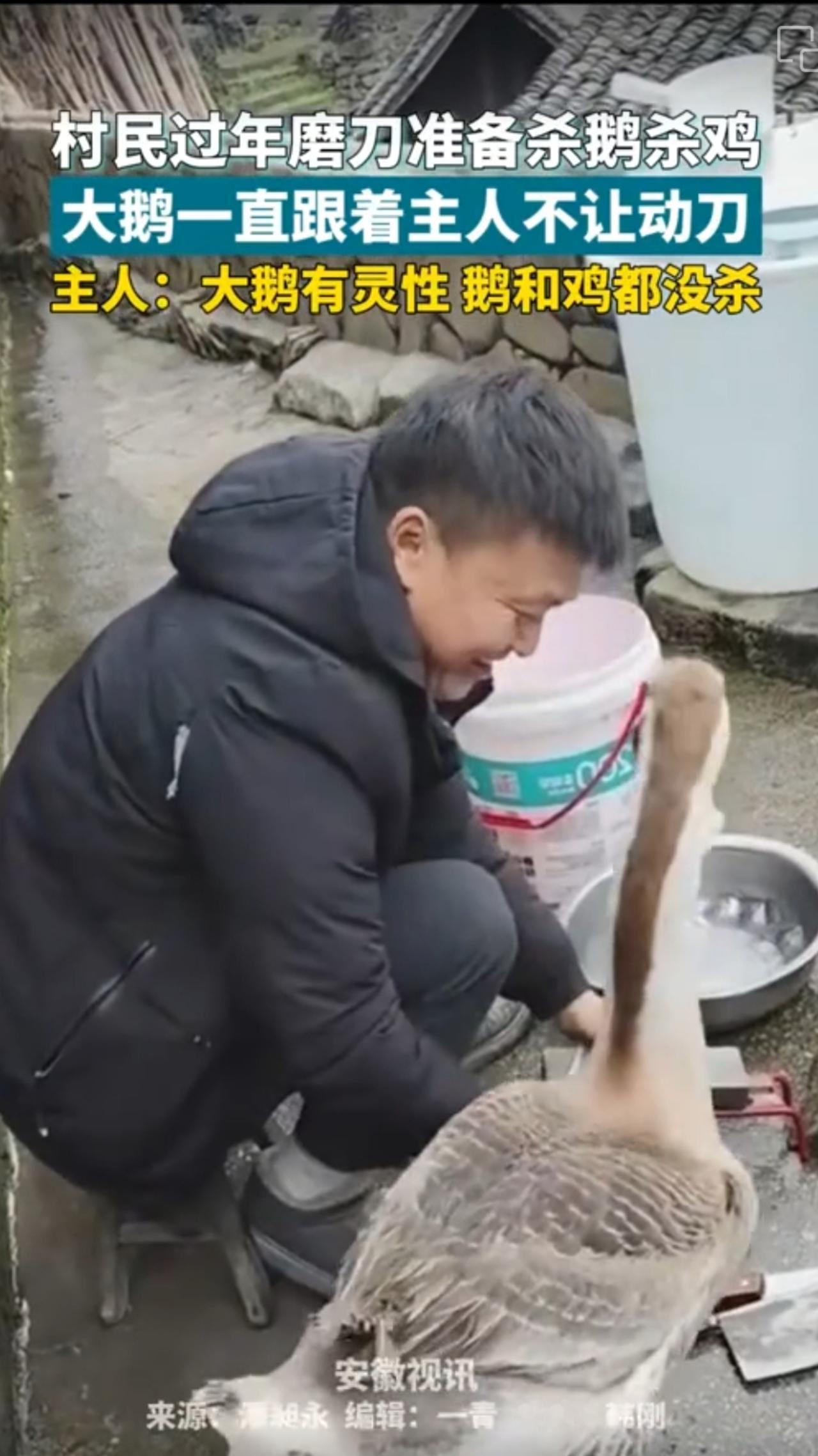 大鹅担当
近日，贵州黔东南一村民过年磨刀准备杀鹅杀鸡时，但大鹅持续跟随主人并阻拦